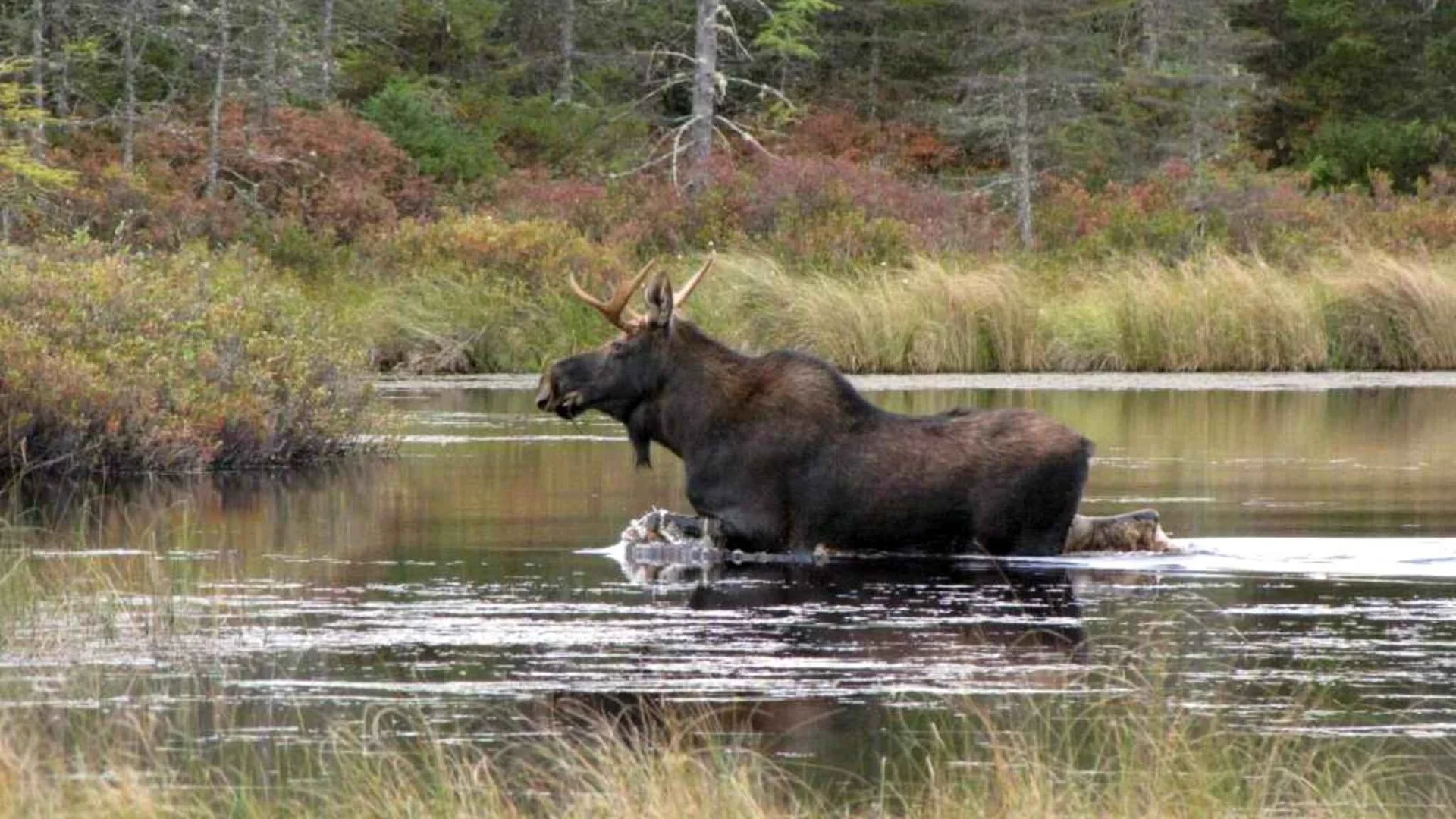 Moose Spotting near Moosehead Lake, Greenville, Maine
